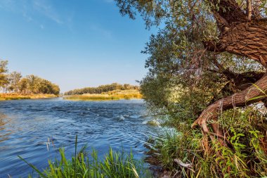 Nehirli yaz manzarası. Berd Nehri, Iskitimsky Bölgesi, Novosibirsk Oblastı, Batı Sibirya, Rusya