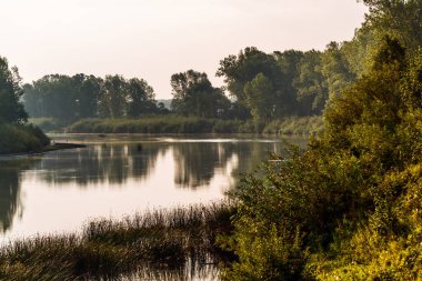 Nehirli yaz manzarası. Berd Nehri, Iskitimsky Bölgesi, Novosibirsk Oblastı, Batı Sibirya, Rusya