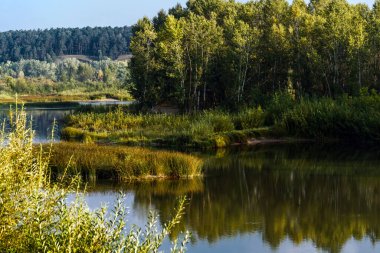 Nehirli yaz manzarası. Berd Nehri, Iskitimsky Bölgesi, Novosibirsk Oblastı, Batı Sibirya, Rusya