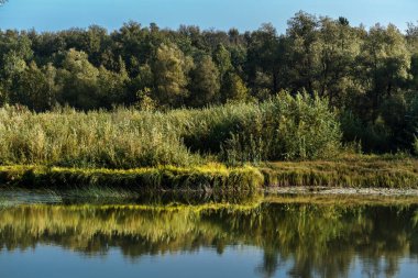 Nehirli yaz manzarası. Berd Nehri, Iskitimsky Bölgesi, Novosibirsk Oblastı, Batı Sibirya, Rusya