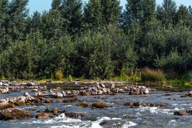 Nehirli yaz manzarası. Berd Nehri, Iskitimsky Bölgesi, Novosibirsk Oblastı, Batı Sibirya, Rusya