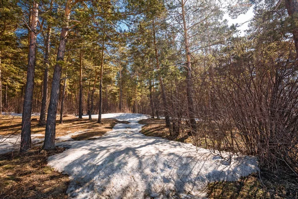 Floresta Pinheiro Primavera Berdsk Região Novosibirsk Sibéria Ocidental Abril 2021 — Fotografia de Stock