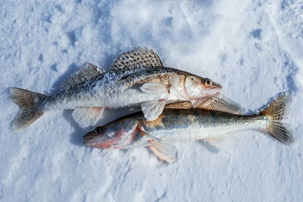 Walleye fish in the snow (lat. Sander lucioperca)