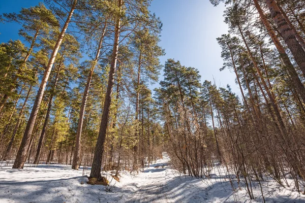 Pine Forest Spring Berdsk Novosibirsk Region Western Siberia April 2021 — Stock Photo, Image