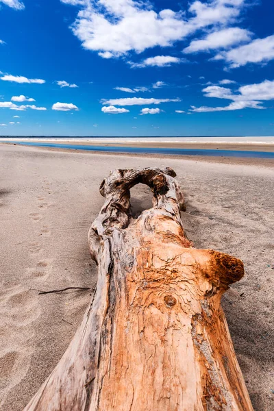 Kust Van Rivier Het Voorjaar Boomstammen Aangespoeld Door Branding Berdsk — Stockfoto