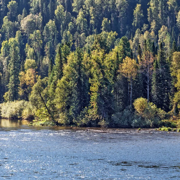 ビヤ川はタイガで覆われた山々に囲まれています ロシアのトゥルーチャクスキー県アルタイ共和国 — ストック写真