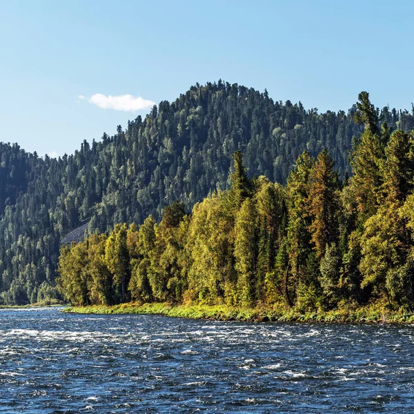 Biya River Surrounded Mountains Covered Taiga Altai Republic Turochaksky District — Stock Photo, Image