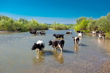 A herd of cows at a watering hole in the river. Berd River, Suenga village, Novosibirsk Region, Western Siberia, Russia