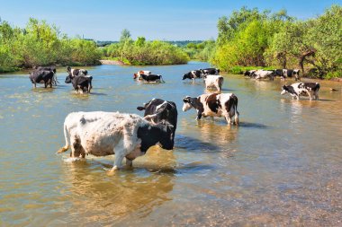 A herd of cows at a watering hole in the river. Berd River, Suenga village, Novosibirsk Region, Western Siberia, Russia