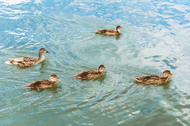 Mallard (Latince: Anas platyrhynchos) ördek familyasından bir kuş türü..