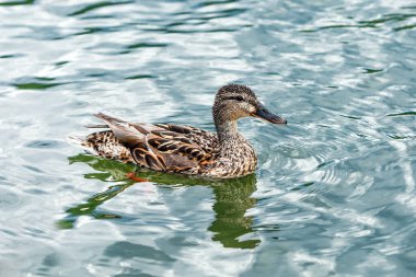 Mallard (Latince: Anas platyrhynchos) ördek familyasından bir kuş türü..