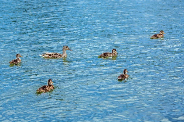 Mallard Latin Anas Platyrhynchos Bird Duck Family Order Geese — Stock Photo, Image