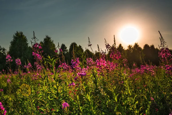 Zomer Zonsondergang Achtergrond Van Een Bloeiende Weide Een Berkenbos West — Stockfoto