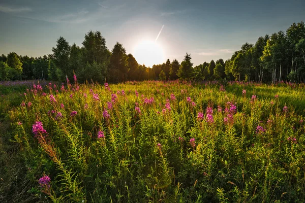 Sommersonnenuntergang Vor Dem Hintergrund Einer Blühenden Wiese Und Eines Birkenhains — Stockfoto