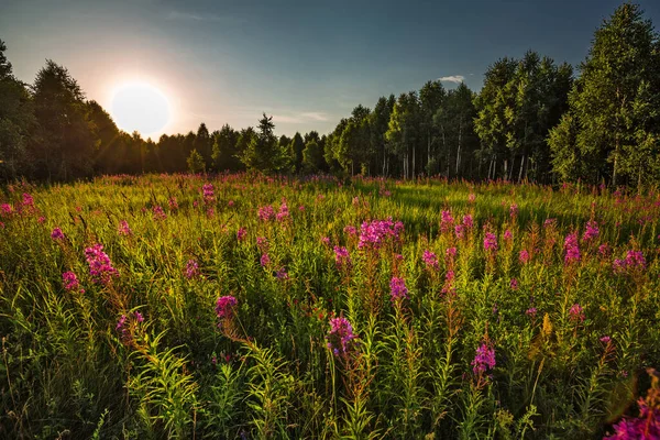 Pôr Sol Verão Fundo Prado Florescente Bosque Bétula Sibéria Ocidental — Fotografia de Stock