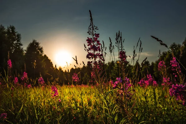 Pôr Sol Verão Fundo Prado Florescente Bosque Bétula Sibéria Ocidental — Fotografia de Stock