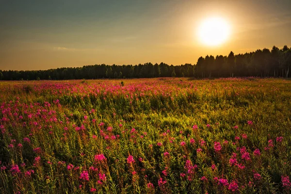 Puesta Sol Verano Fondo Prado Floreciente Abedul Siberia Occidental Rusia — Foto de Stock