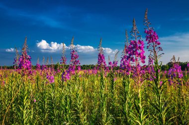 Dar yapraklı selvi veya Ivan-tea (Lat. Büyümenin doğal ortamında bulunan Chamerion angustifolium. Batı Sibirya
