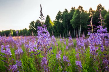Dar yapraklı selvi veya Ivan-tea (Lat. Büyümenin doğal ortamında bulunan Chamerion angustifolium. Batı Sibirya