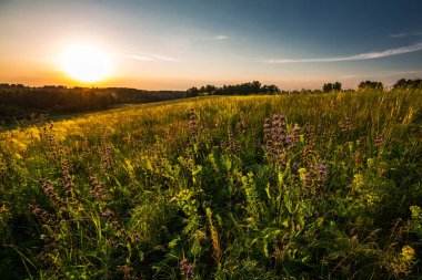 Bir çayır ve huş ağacıyla akşam manzarası. Batı Sibirya