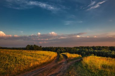 Bir çayır ve huş ağacıyla akşam manzarası. Batı Sibirya
