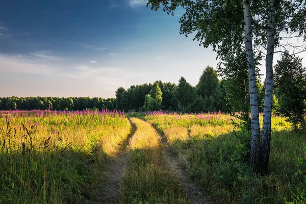 Paisagem Noturna Com Prado Bosque Bétula Sibéria Ocidental — Fotografia de Stock