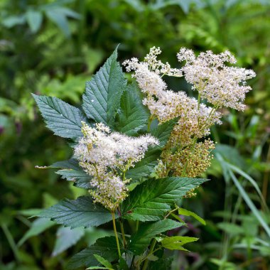 Labaznik vyazolistny (Lat. Filipendula ulmaria L. Maxim.) Pink ailesinin (Rosaceae) daimi şifalı bitkisidir. Doğal büyüme ortamında bir bitki. Batı Sibirya, Rusya