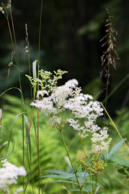 Labaznik vyazolistny (Lat. Filipendula ulmaria L. Maxim.) Pink ailesinin (Rosaceae) daimi şifalı bitkisidir. Doğal büyüme ortamında bir bitki. Batı Sibirya, Rusya