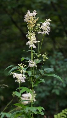 Labaznik vyazolistny (Lat. Filipendula ulmaria L. Maxim.) Pink ailesinin (Rosaceae) daimi şifalı bitkisidir. Doğal büyüme ortamında bir bitki. Batı Sibirya, Rusya