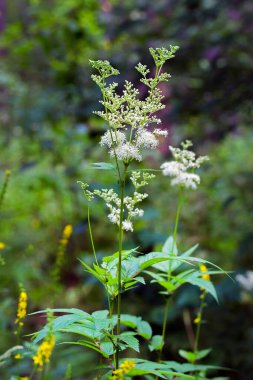 Labaznik vyazolistny (Lat. Filipendula ulmaria L. Maxim.) Pink ailesinin (Rosaceae) daimi şifalı bitkisidir. Doğal büyüme ortamında bir bitki. Batı Sibirya, Rusya