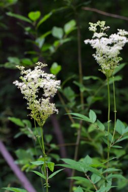 Labaznik vyazolistny (Lat. Filipendula ulmaria L. Maxim.) Pink ailesinin (Rosaceae) daimi şifalı bitkisidir. Doğal büyüme ortamında bir bitki. Batı Sibirya, Rusya