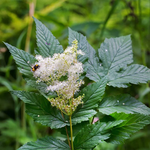 Labaznik Vyazolistny Lat Filipendula Ulmaria Maxim Medicinal Perennial Herbaceous Plant — Stock Photo, Image