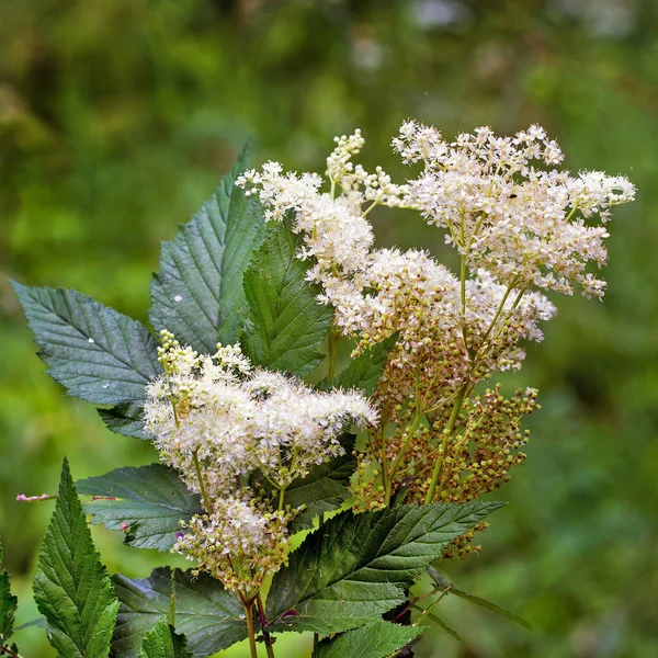 Labaznik Vyazolistny Lat Filipendula Ulmaria Maxim Uma Planta Herbácea Perene — Fotografia de Stock