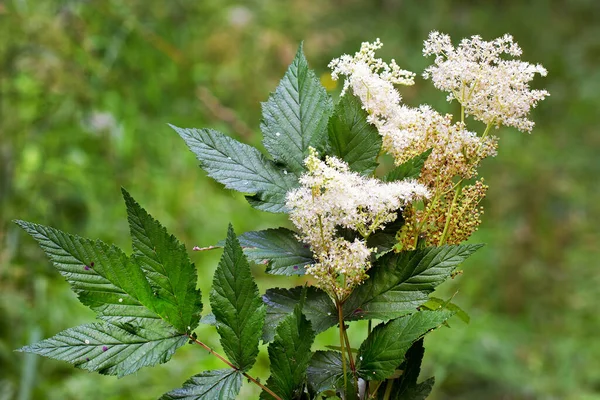 Labaznik Vyazolistny Lat Filipendula Ulmaria Maxim Medicinal Perennial Herbaceous Plant — Stock Photo, Image