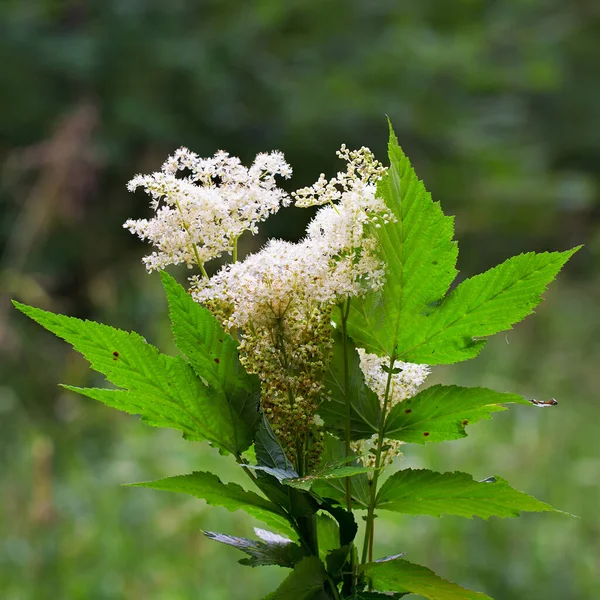 Labaznik Vyazolistny Lat Filipendula Ulmaria Maxim Medicinal Perennial Herbaceous Plant — Stock Photo, Image