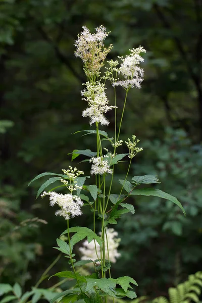 Labaznik Vyazolistny Lat Filipendula Ulmaria Maxim Uma Planta Herbácea Perene — Fotografia de Stock