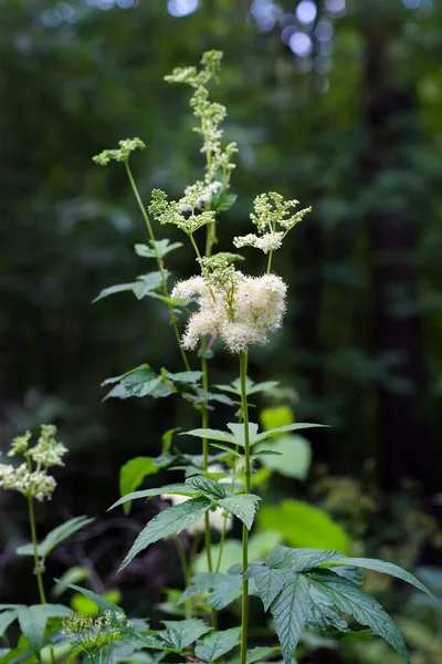 Labaznik Vyazolistny Lat Filipendula Ulmaria Maxim Medicinal Perennial Herbaceous Plant — Stock Photo, Image