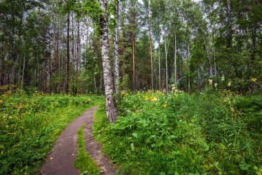 Tayga ormanında bir patika. Iskitimsky bölgesi, Novosibirsk bölgesi, Batı Sibirya Rusya