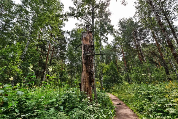 Uma Trilha Através Uma Floresta Taiga Mista Distrito Iskitimsky Região — Fotografia de Stock