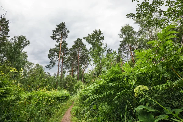 Uma Trilha Através Uma Floresta Taiga Mista Distrito Iskitimsky Região — Fotografia de Stock