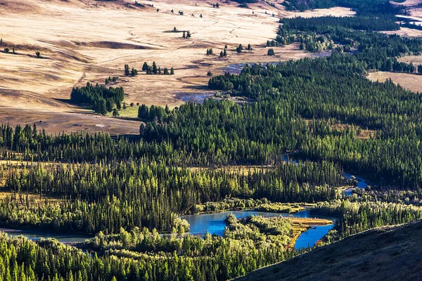 Řeka Chuya Jehličnatým Lesem Poblíž Hřebene North Chuya Kosh Agachsky — Stock fotografie