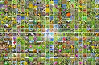 Collage from square photos of the wild-growing herbs growing in the territory of Siberia in Russia clipart