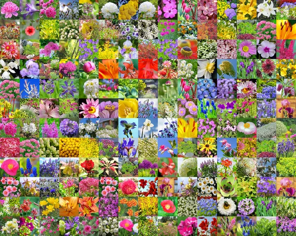 Collage Flores Decorativas Creciendo Siberia — Foto de Stock