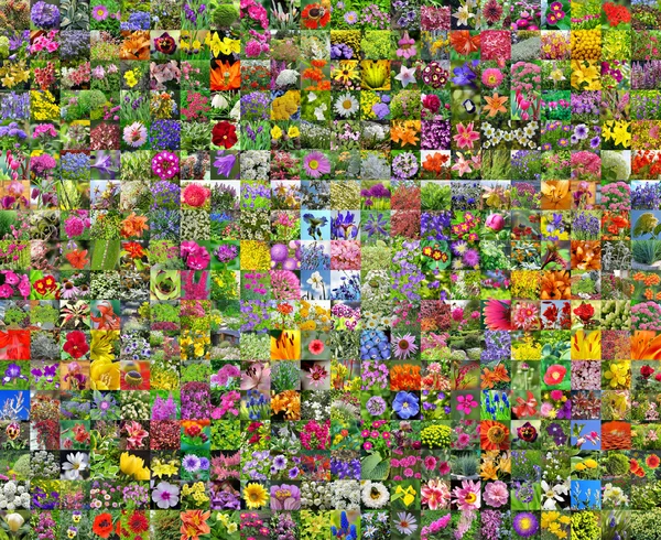 Flores de jardín. Collage. — Foto de Stock