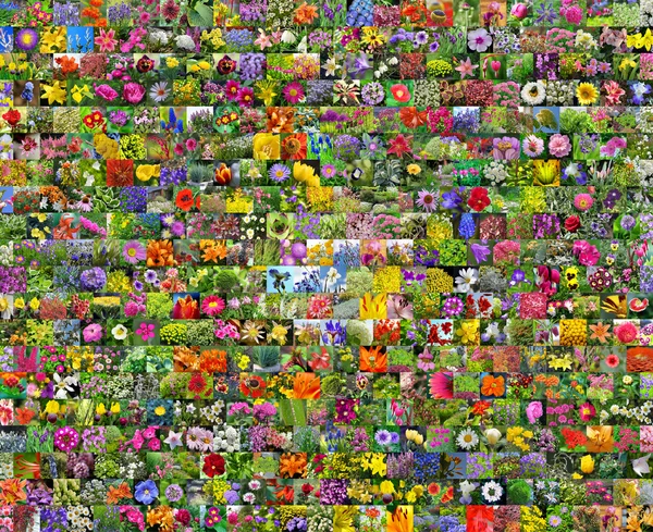 Garden flowers. Collage — Stock Photo, Image