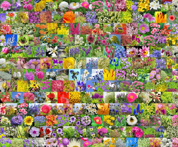 Flores de jardín. Collage. — Foto de Stock