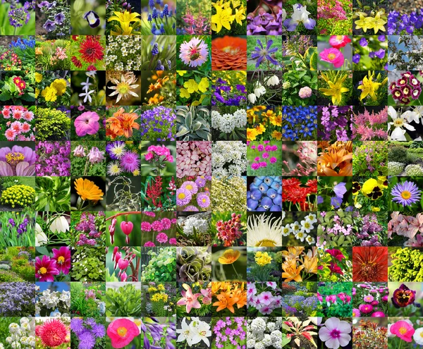 Flores de jardín — Foto de Stock