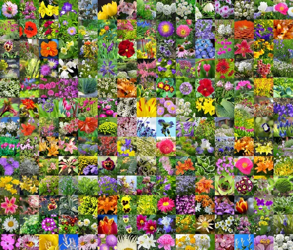 Termesztett virágok — Stock Fotó