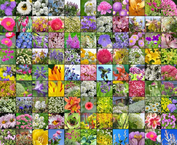 Cultivated flowers — Stock Photo, Image