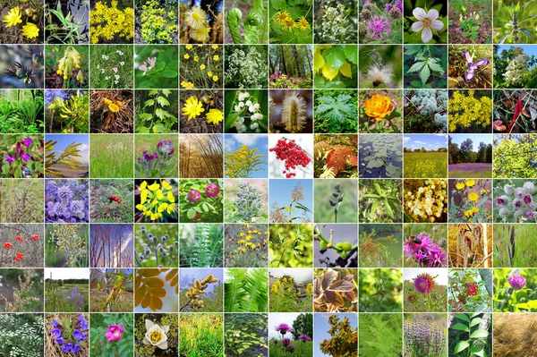 Collage Fotos Cuadradas Las Hierbas Silvestres Que Crecen Territorio Siberia — Foto de Stock